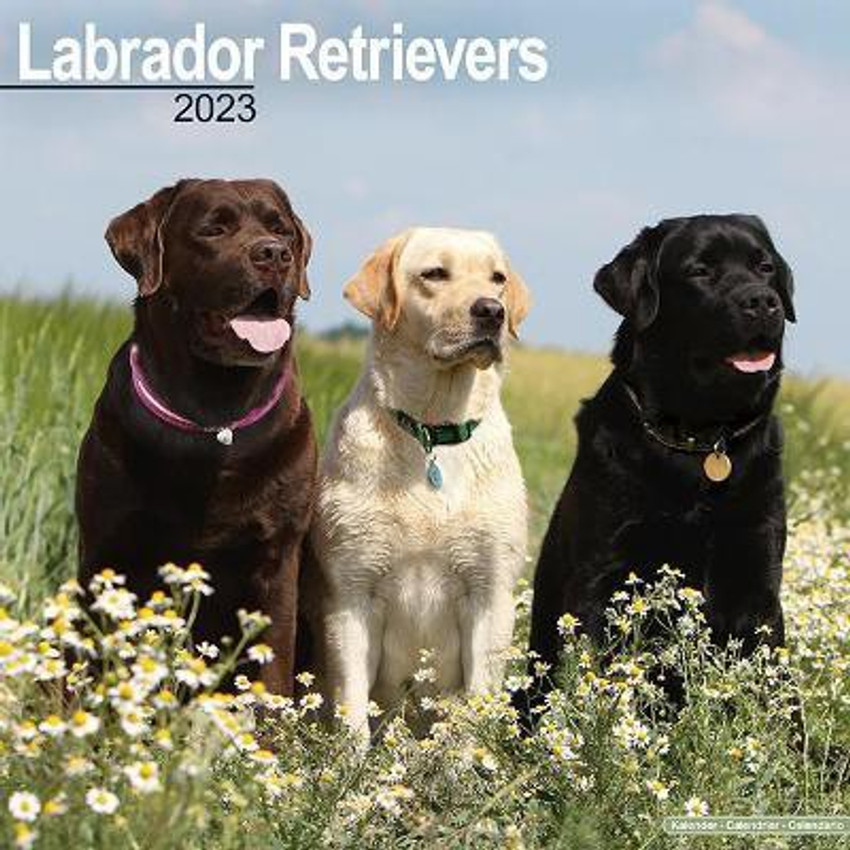 Labrador dog shop price in flipkart