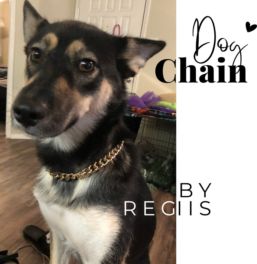 Regiis Collar Gold Chain for Dogs Medium Size Dog Choke Chain