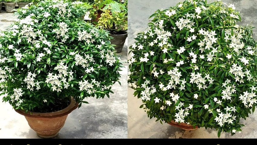 Chandni plant sales
