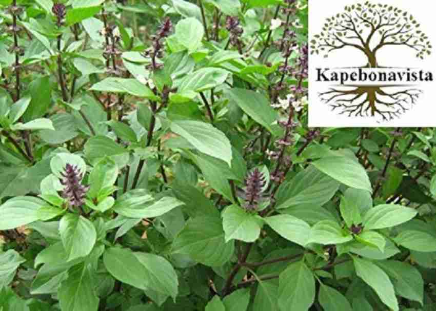 Kapebonavista Thai Basil Kama Kasturi 2 Month Old Plant it is a