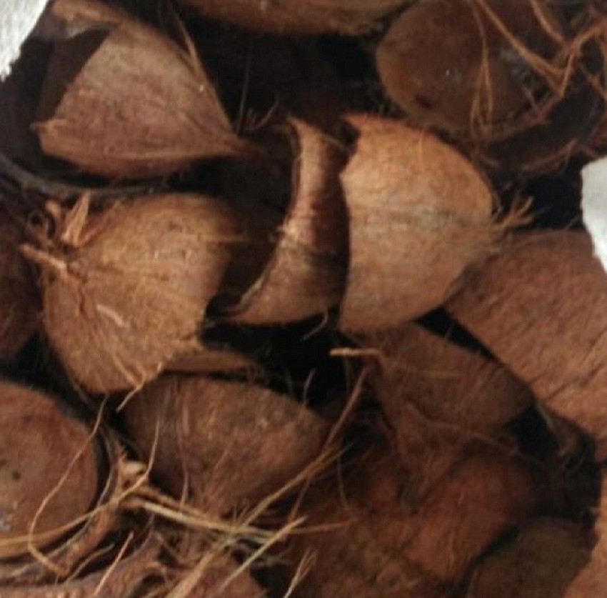 Raw Coconut Shell