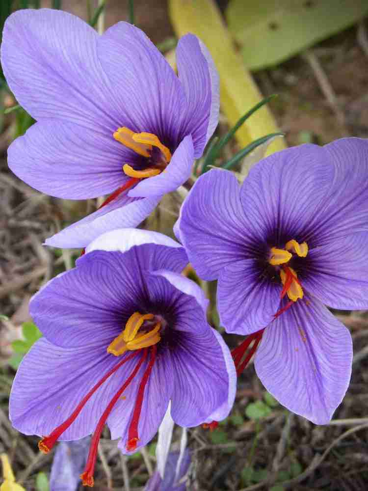 Kashmiri Saffron Flower Bulbs Best Flower Site