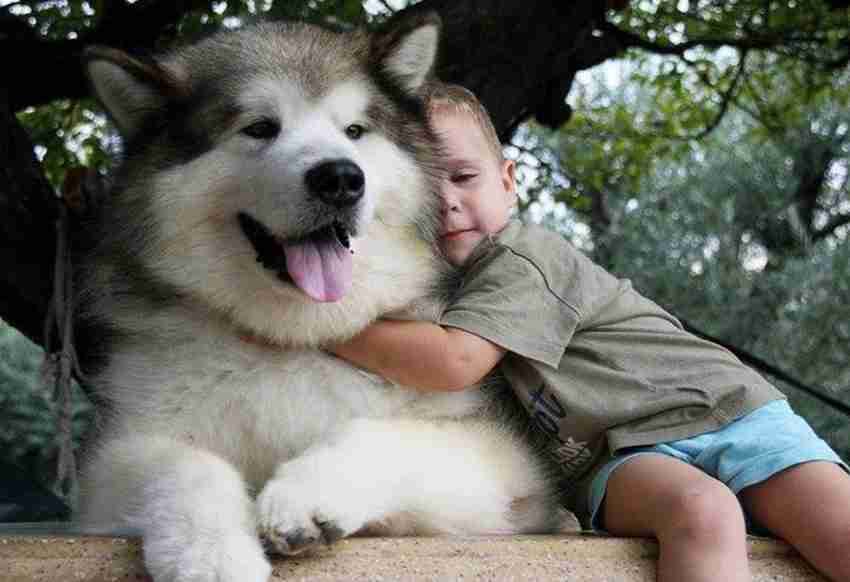Malamute price cheap