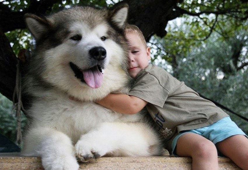 Baby malamute online