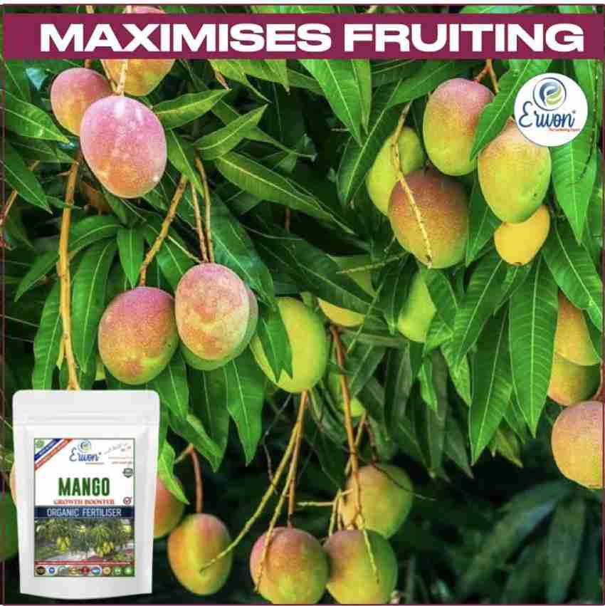 Fertilizer for mango tree hot sale