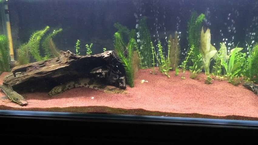 Red aquarium sand new arrivals
