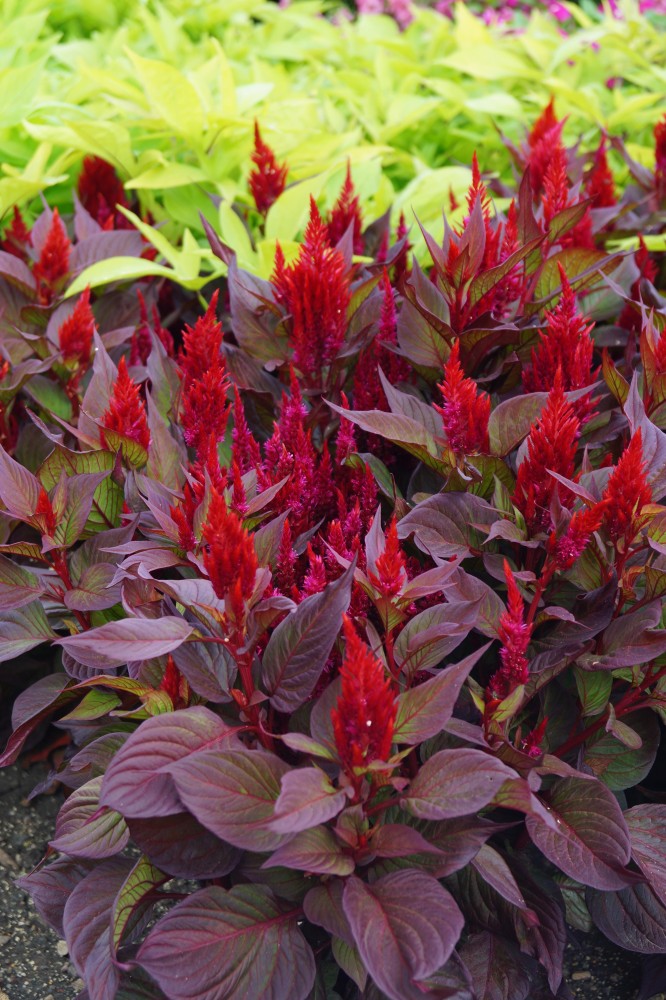 Celosia new deals look red