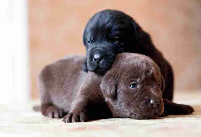 Poster Large Poster Puppy Dogs Dog Labrador Retriever Large Poster