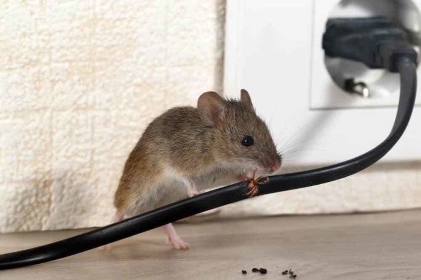 Electric Rechargeable Mouse Trap Mice Rat Killer Pest Control