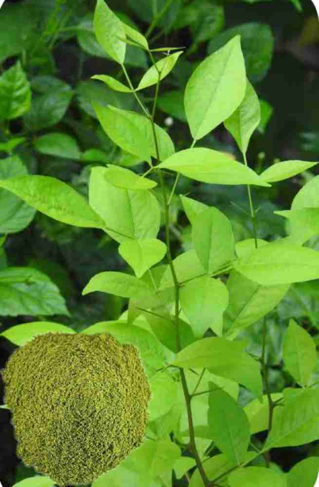 Bilva leaves on sale