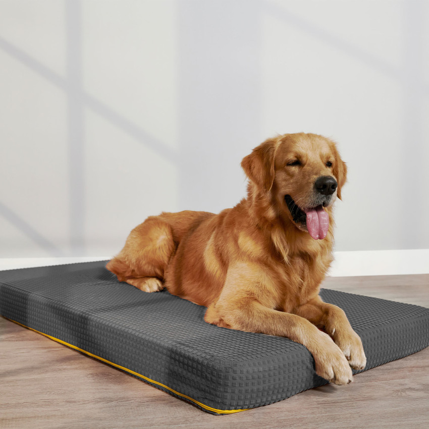 Flipkart shop dog bed