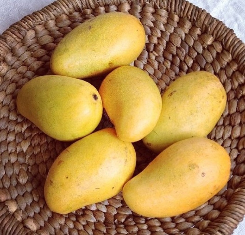 ataulfo-mangoes-information-and-facts-55-off