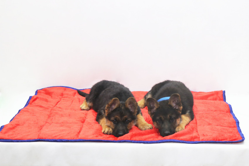 Quilted pet blanket cheap