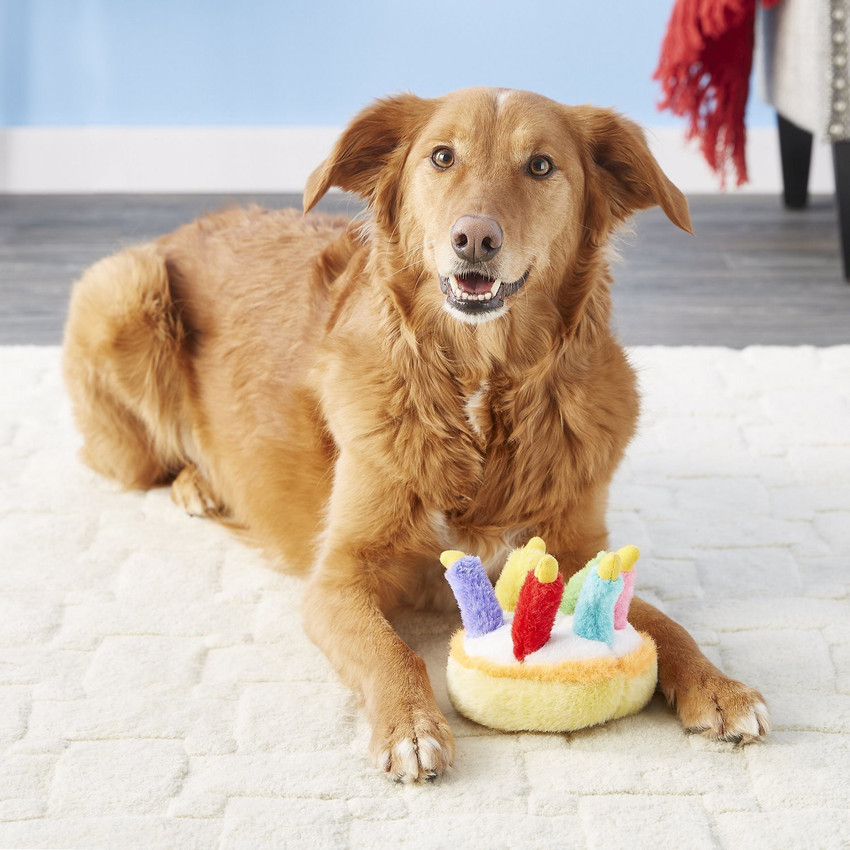 Multipet pacifier store dog toy