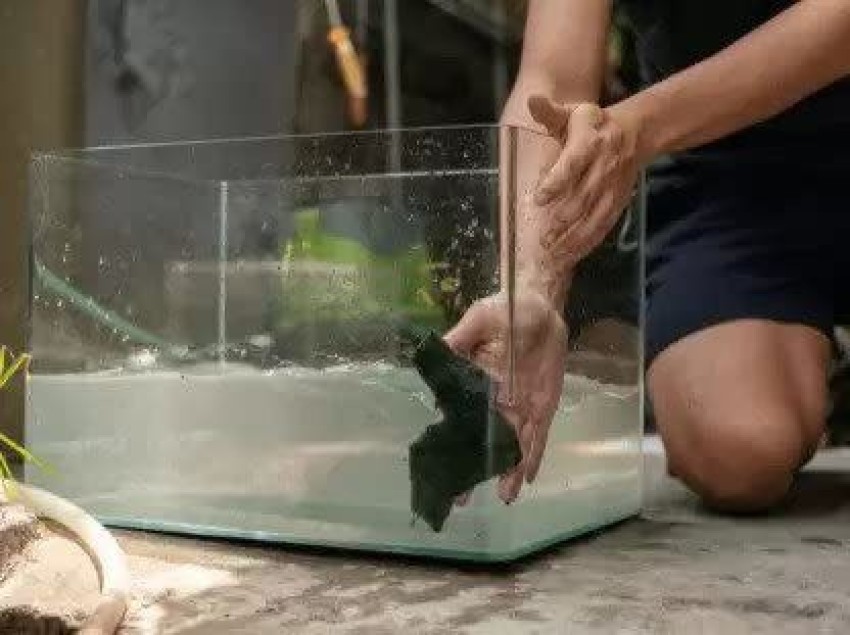 VAYINATO Quanlong Fish Tank Cleaner, 20ML (Pack of 4) for Aquarium