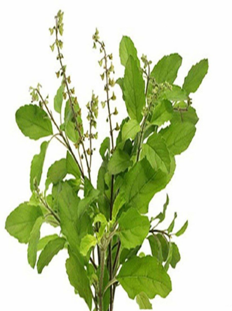 Kapebonavista Ram Tulsi Light Holy Basil plant it is a plant not