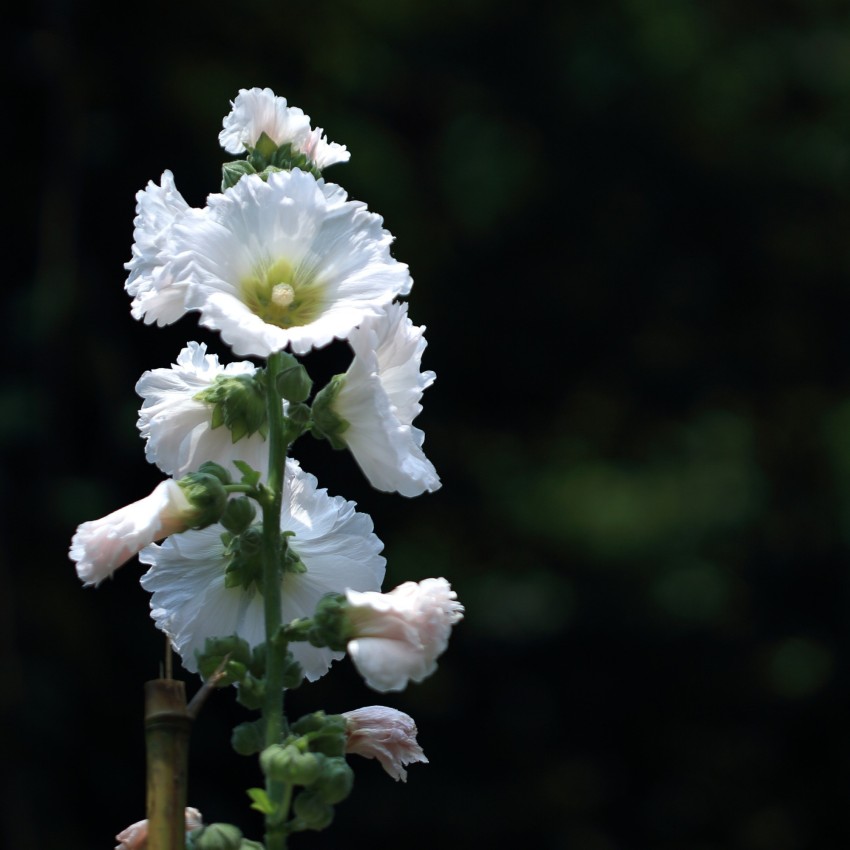 Shivnami Hollyhock Summer Carnival Mix, Alcea Rosea Seed Price in