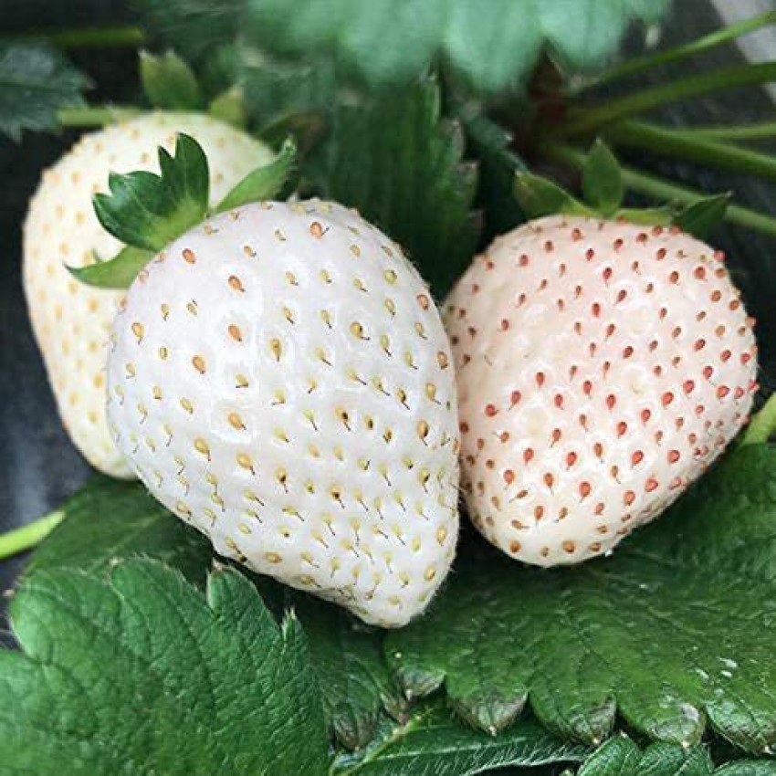 white alpine strawberries