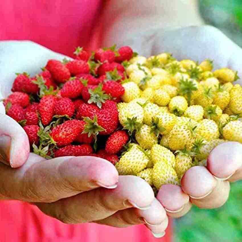 Strawberry seeds discount