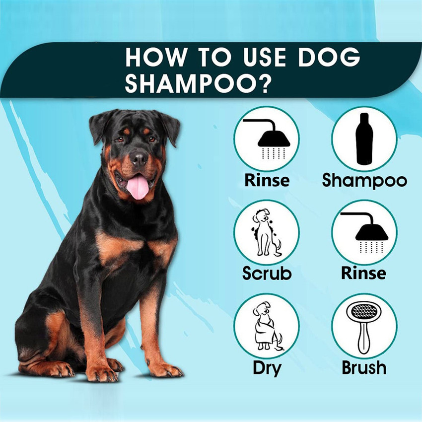 Best dog shampoo top for dandruff