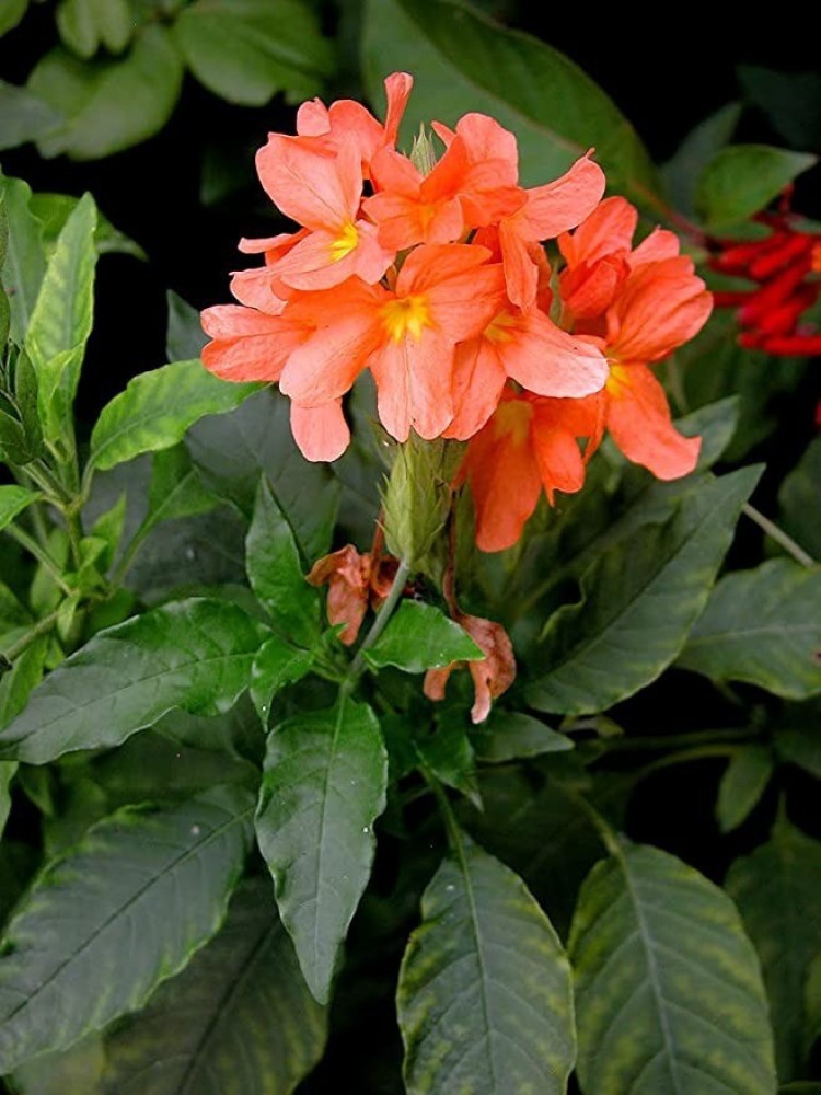 Chalisa Crossandra Firecraker flower Seed Price in India Buy