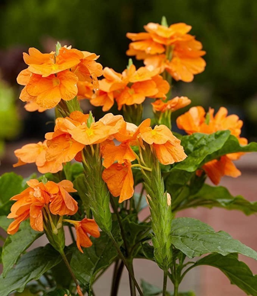 MAA Crossandra Firecracker Seed Price in India Buy MAA