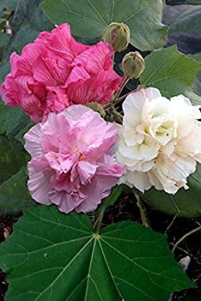 Bijaya Online Store Lotus Plant Price in India Buy Bijaya Online