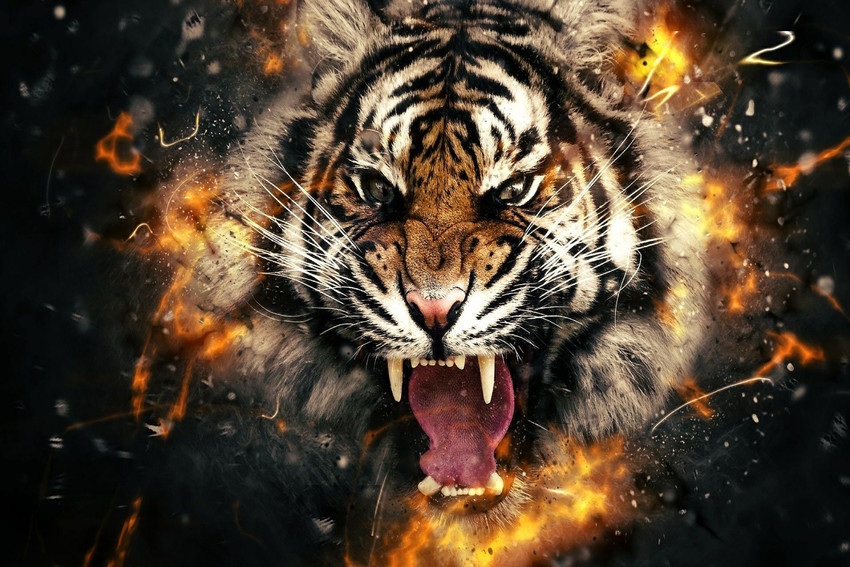 Tiger sticker cheap