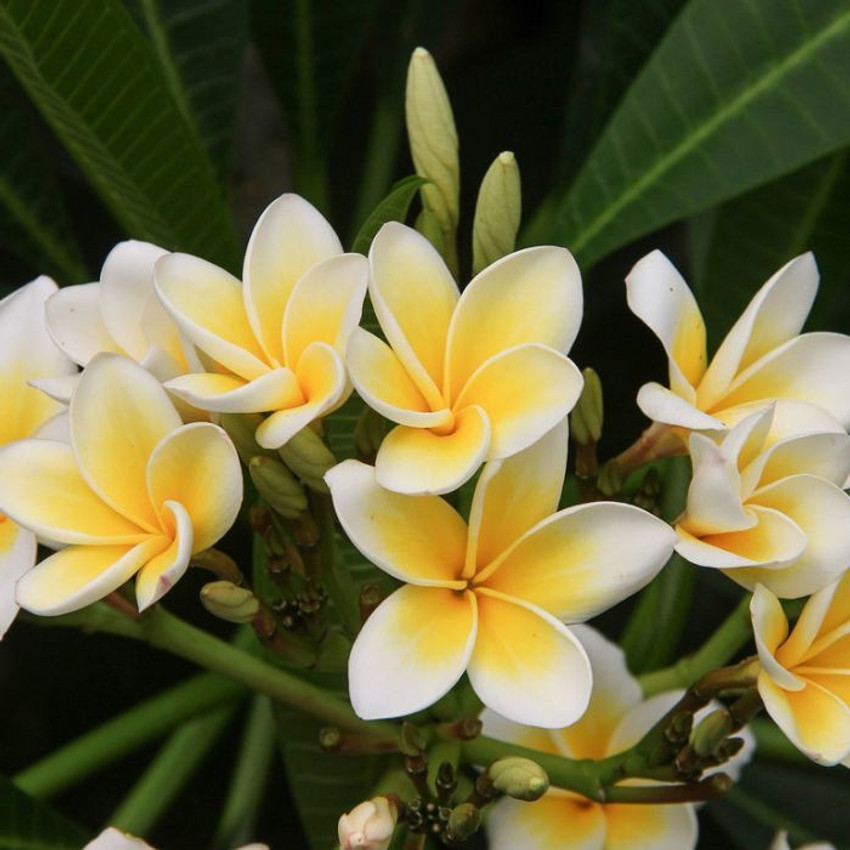 Are plumeria leaves sales poisonous to dogs
