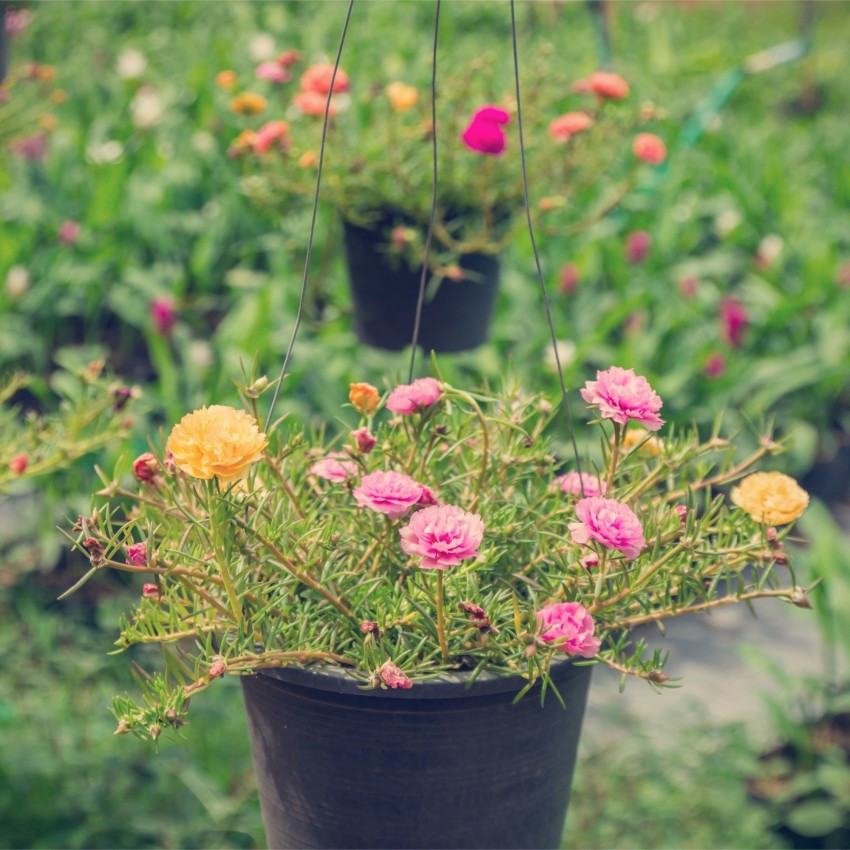Shivnami Portulaca, Moss Rose Seed Price in India - Buy Shivnami Portulaca, Moss  Rose Seed online at