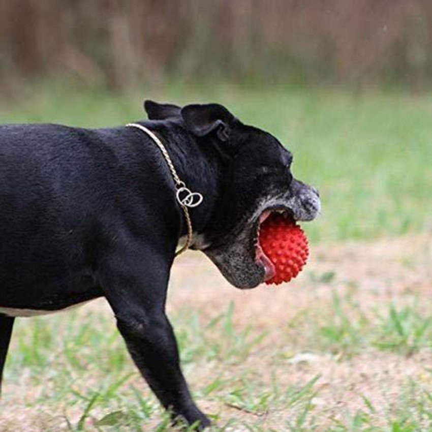 one leg up Rubber Ball For Dog Cat Price in India Buy one leg