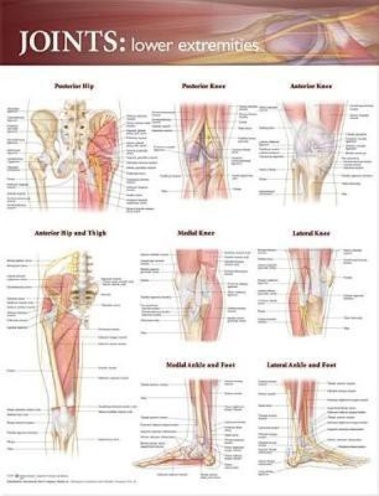 Joints of the Upper Extremities Anatomical Chart: 9780781786577