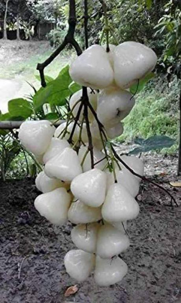 Apple white hotsell apple white