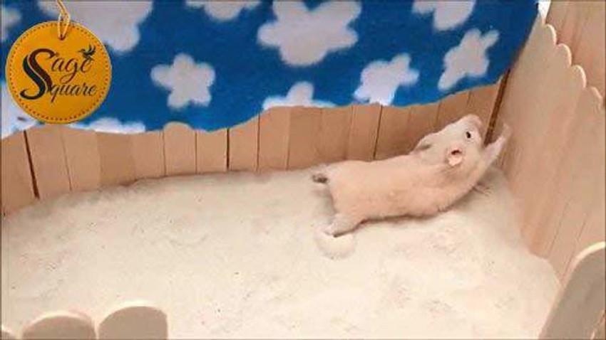 Sage Square Bath Sand for Hamster Dwarf Gerbil Chinchilla Mice