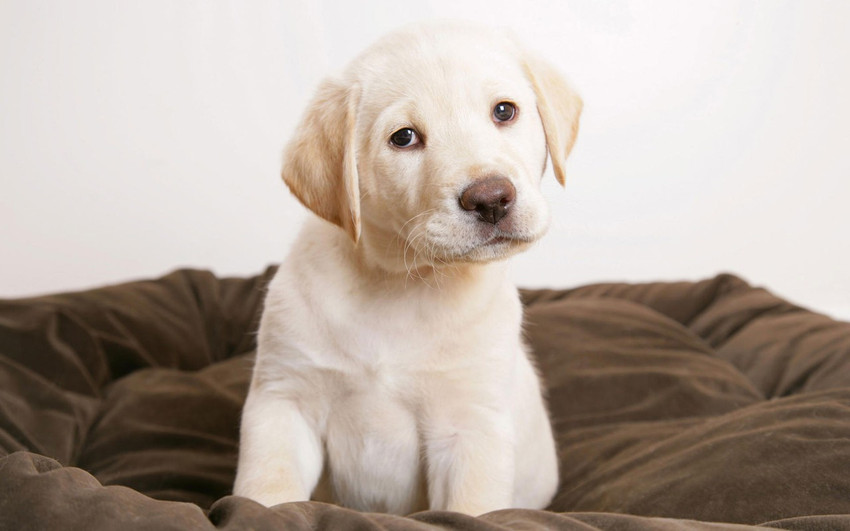 Labrador dog price in flipkart on sale