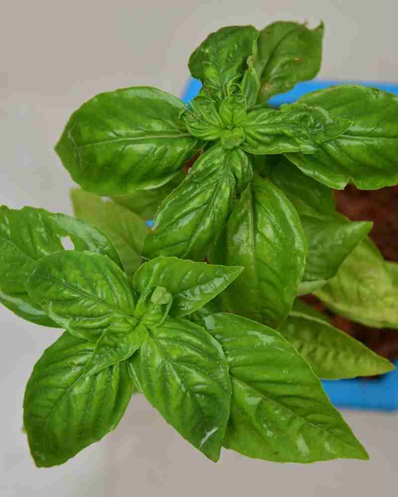 Unlimitedgreens Basil Plant Price in India Buy Unlimitedgreens