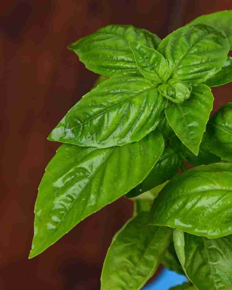 Unlimitedgreens Basil Plant Price in India Buy Unlimitedgreens