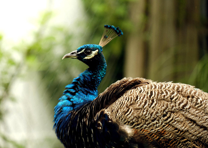 Online Collection 30.48 cm Peacock Sticker Bird Poster Animals