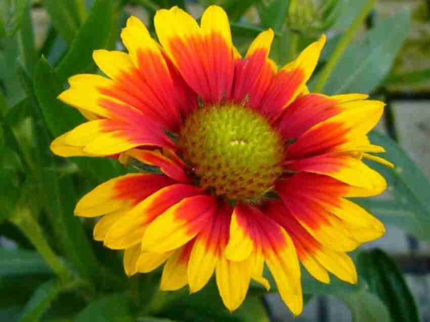 WATIKA Gaillardia aristata Common Blanket Seed Price in India Buy WATIKA Gaillardia aristata Common Blanket Seed online at Flipkart