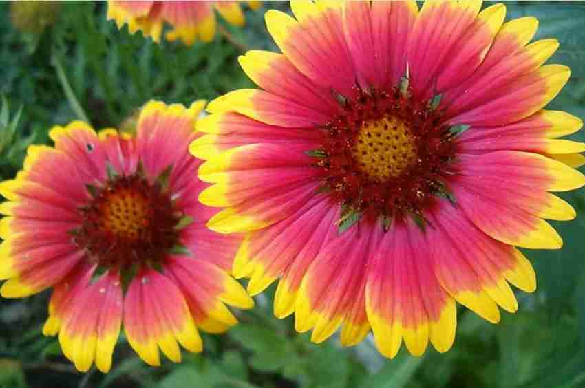 Gaillardia tokajer deals