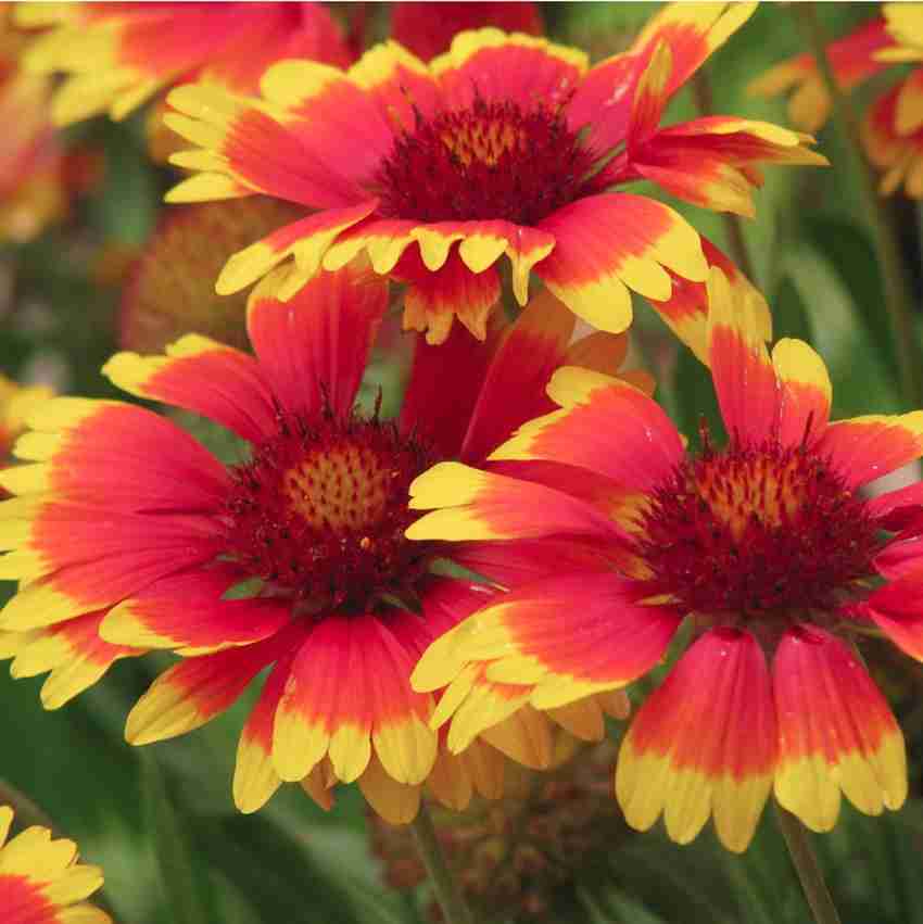 WATIKA Goblin Gaillardia Plant Blanket Flower Seed Price in India Buy WATIKA Goblin Gaillardia Plant Blanket Flower Seed online at Flipkart