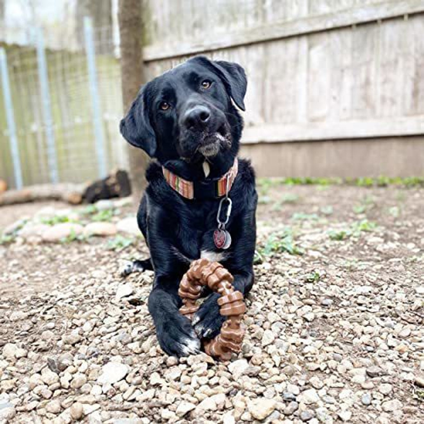 Nylabone hotsell flavor medley