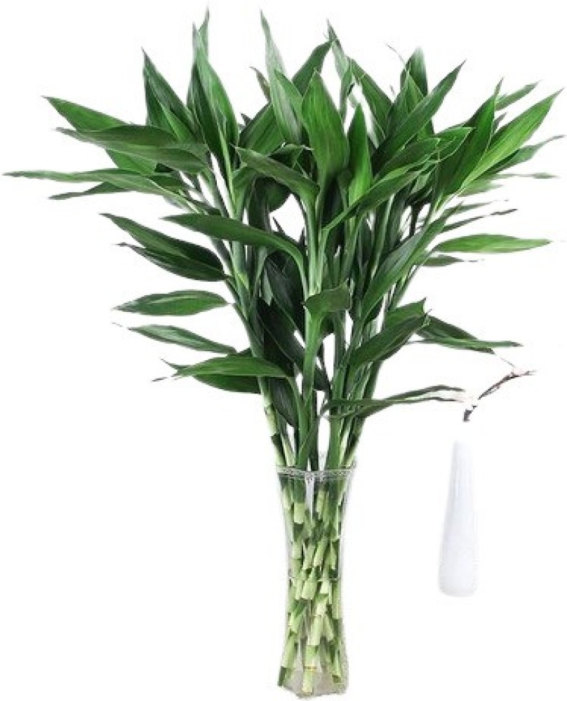 lucky bamboo plant Lucky Bamboo Straight Stick Price in India - Buy lucky  bamboo plant Lucky Bamboo Straight Stick online at
