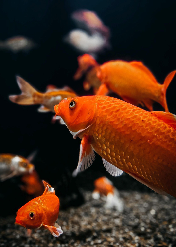Fish stickers sale