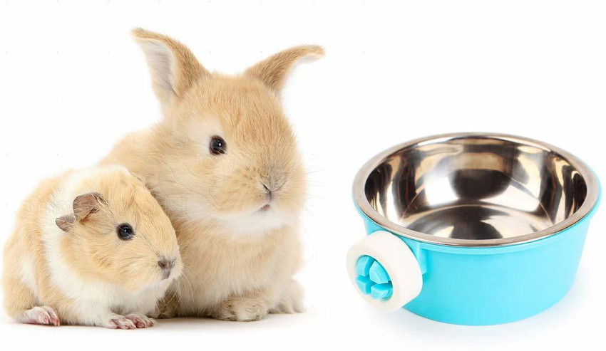 Water bowl sales for guinea pigs