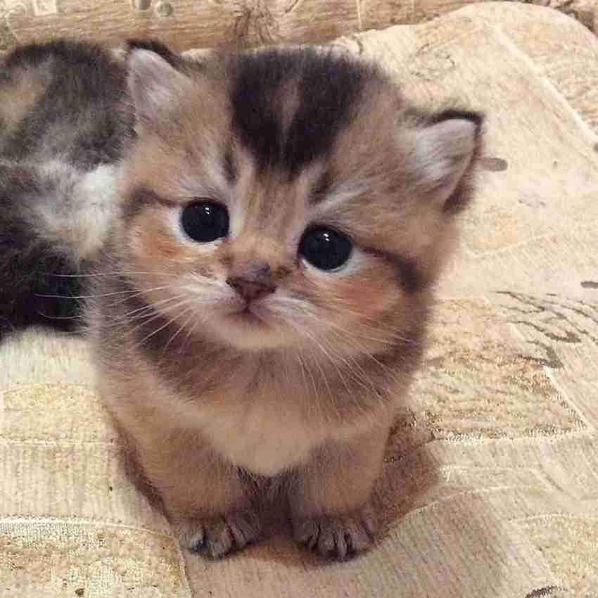 Cute cat Poster Multicolor Photo Paper Print Poster Photographic Paper Animals posters in India Buy art film design movie music nature and educational paintings wallpapers at Flipkart