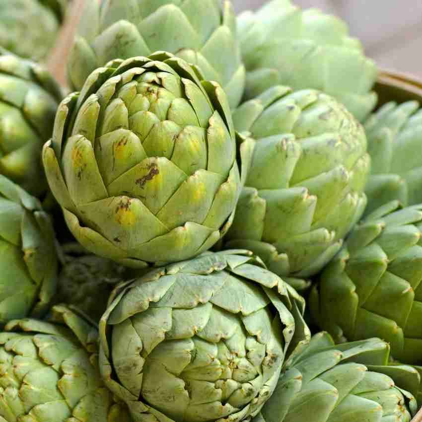 Gromax India Special Blooming Artichoke Vegetable Seed, For Your Home Garden PKT 40 Seed Price in India - Buy Gromax India Special Blooming Artichoke Vegetable Seed, For Your Home Garden PKT 40