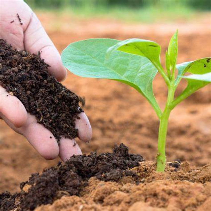 Worm on sale casting fertilizer
