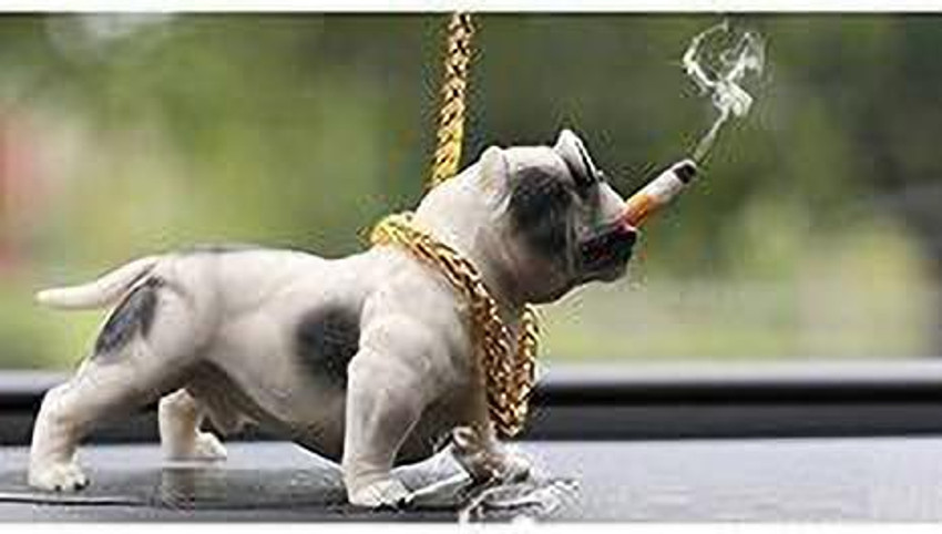 Pitbull smoking new arrivals