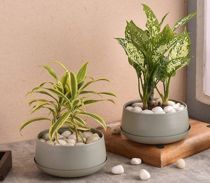 Indoor plants sales for table top